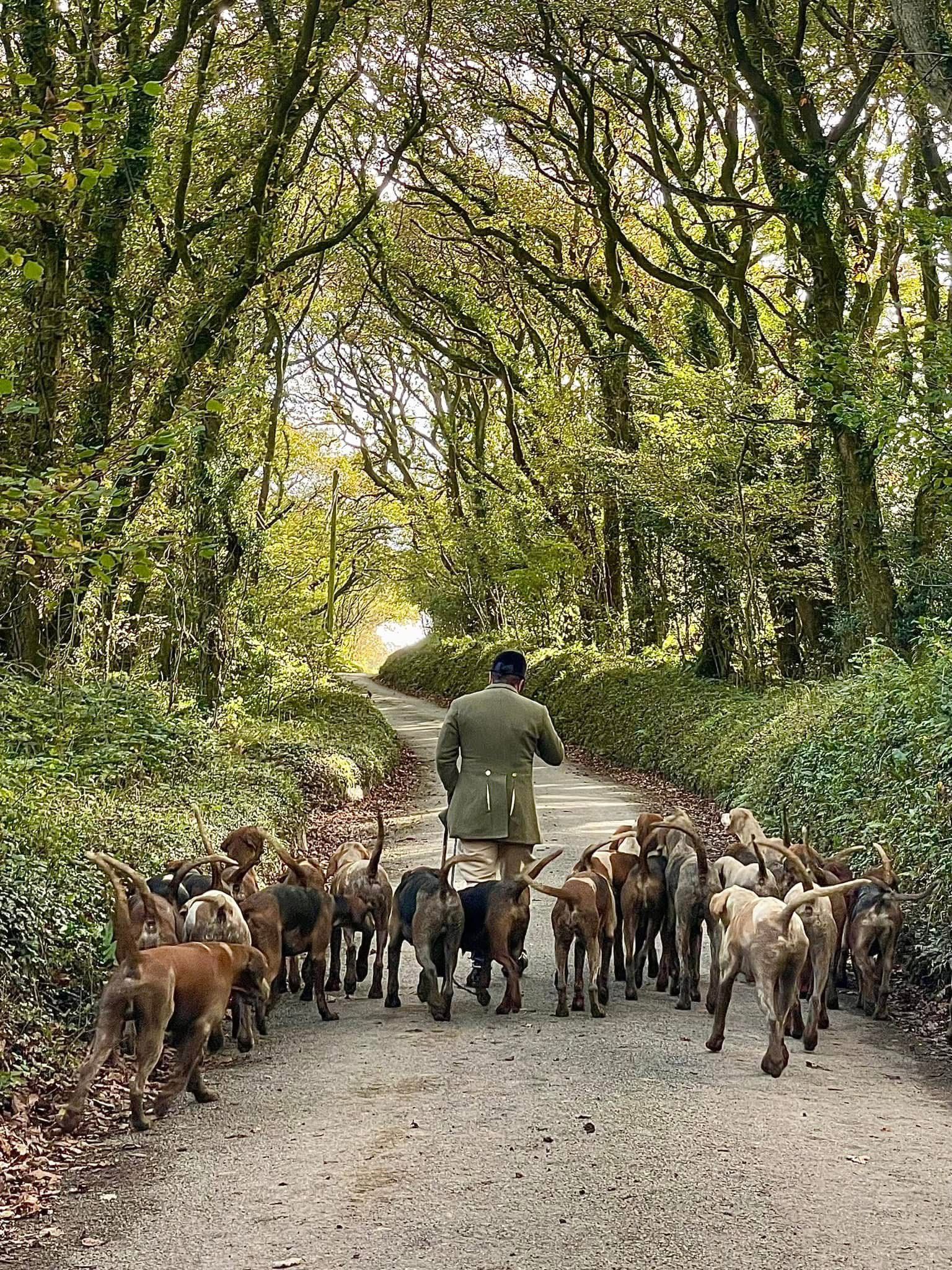 Crowd of dogs on a woodland path